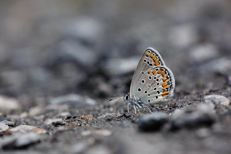 Plebejus eurypilus