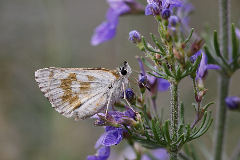 Spialia phlomidis