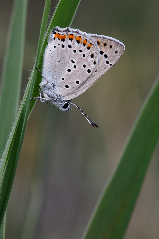 Lycaena alciphron (melibaeus)