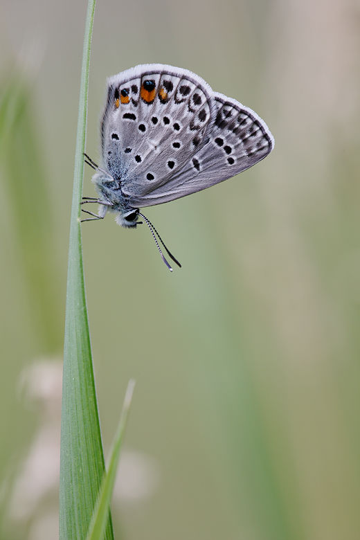 Polyommatus loewii