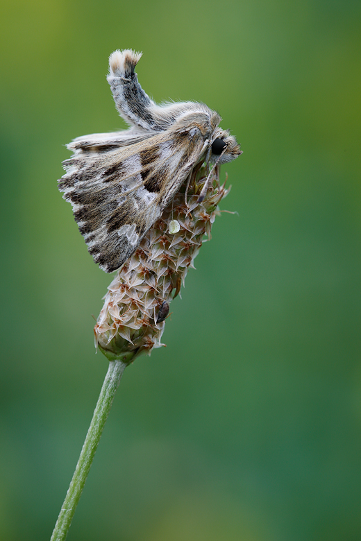 Carcharodus lavatherae