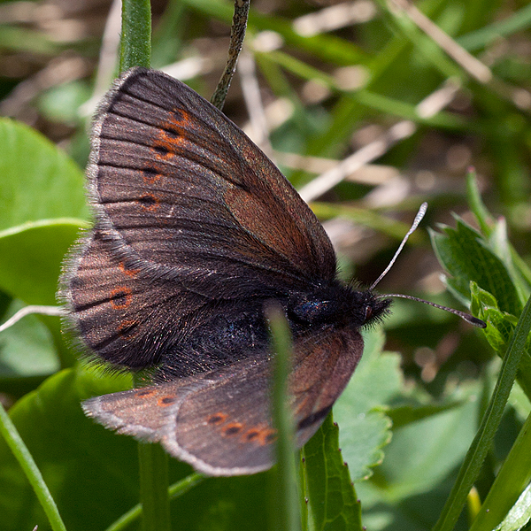 Erebia flavofasciata