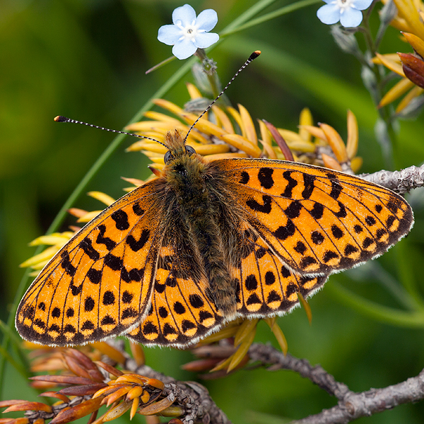 Boloria euphrosyne