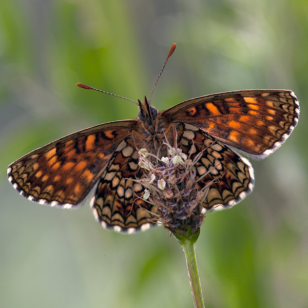 Melitaea diamina