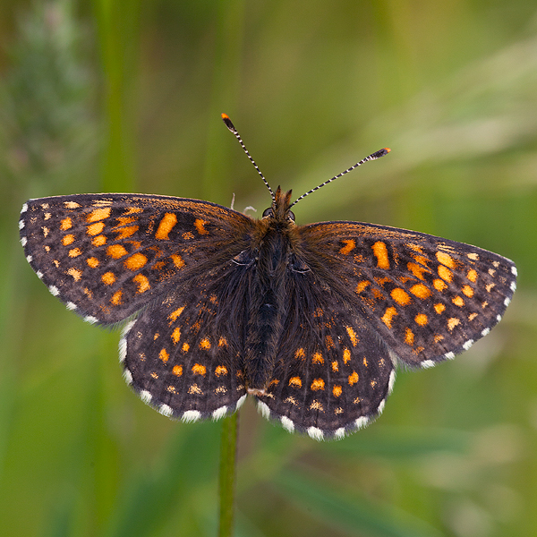 Melitaea diamina