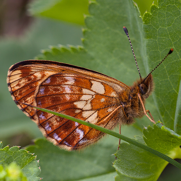 Boloria thore