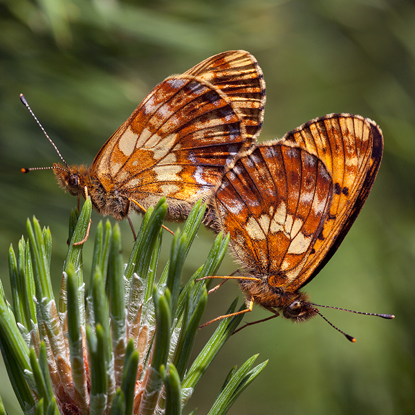 Boloria thore