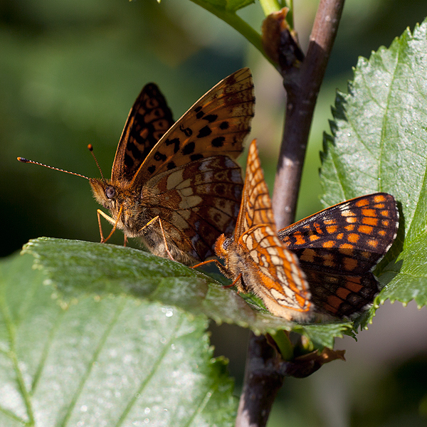 Boloria thore