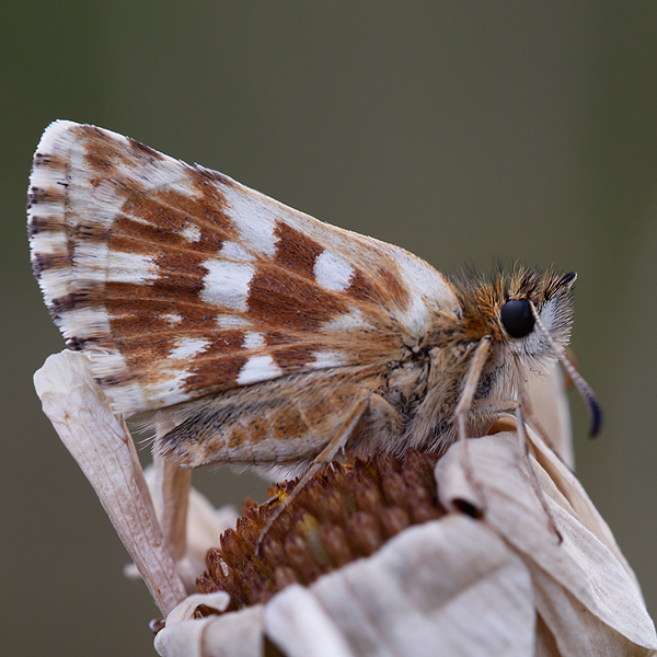 Pyrgus carlinae