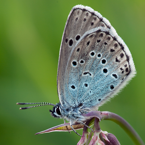 Maculinea arion