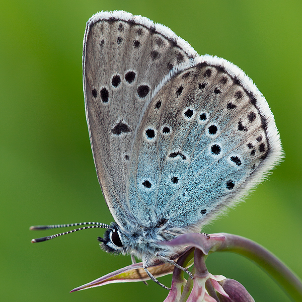 Maculinea arion