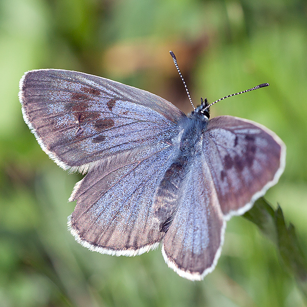 Maculinea arion