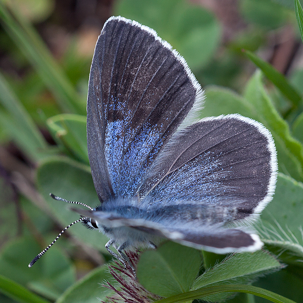 Maculinea arion