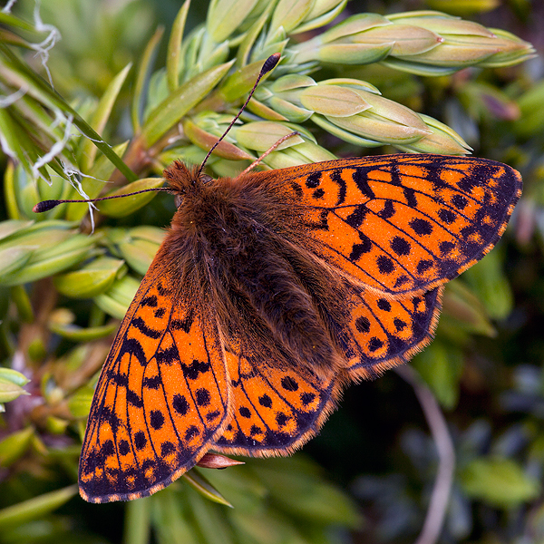 Boloria pales