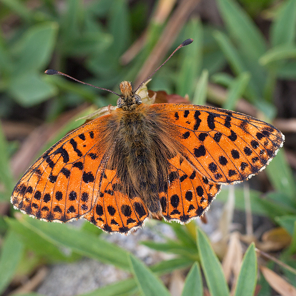 Boloria graeca