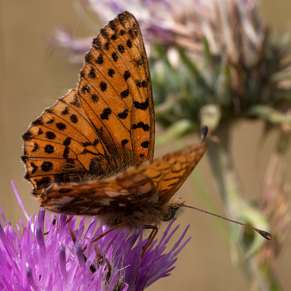 Boloria graeca