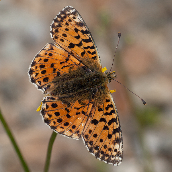 Boloria graeca