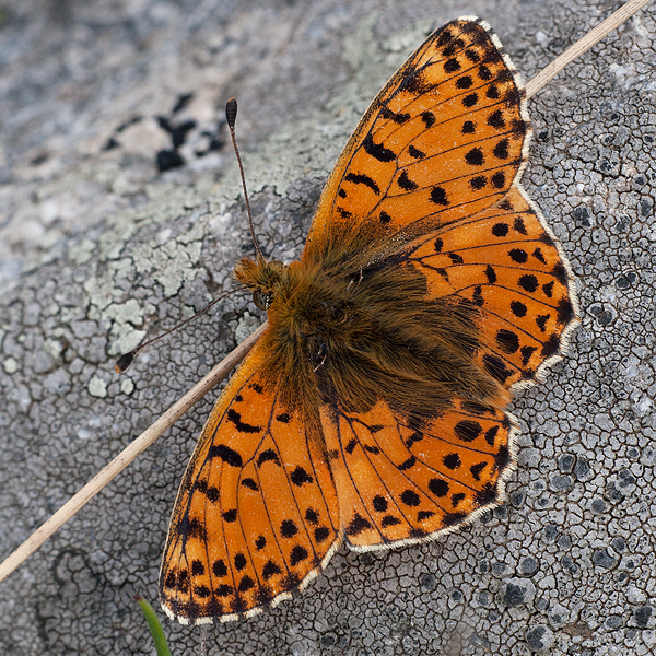 Boloria graeca