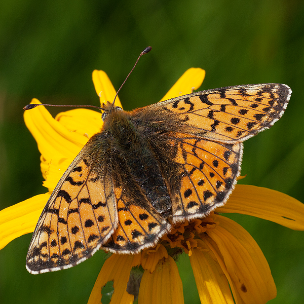 Boloria graeca