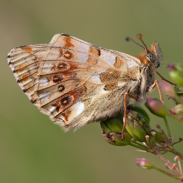 Boloria graeca