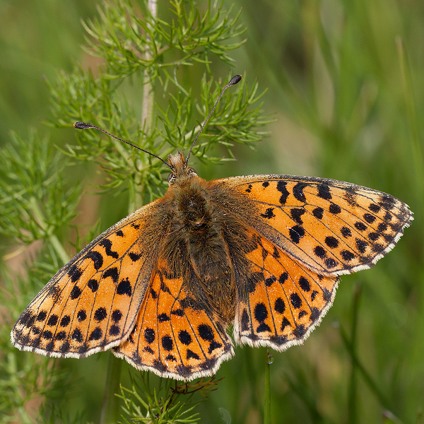 Boloria graeca