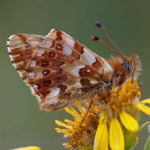 Boloria graeca