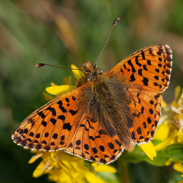 Boloria graeca