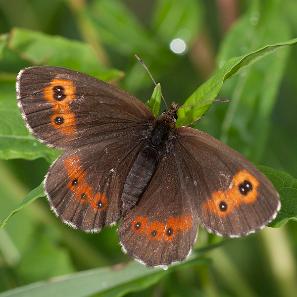 Erebia ligea