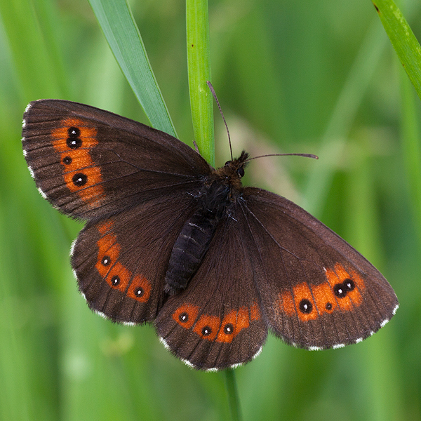 Erebia ligea