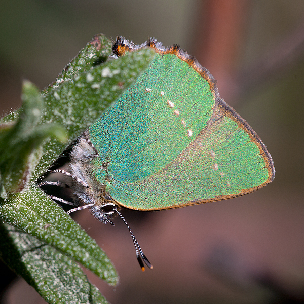 Callophrys rubi