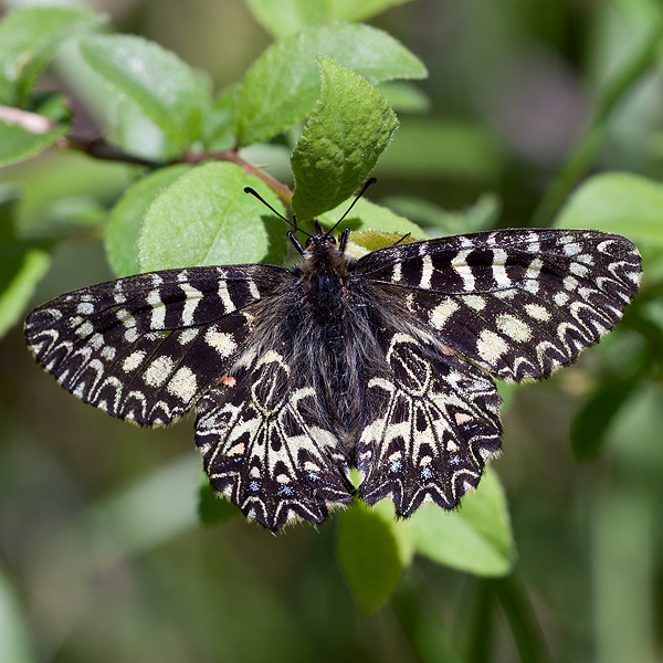 Zerynthia polyxena