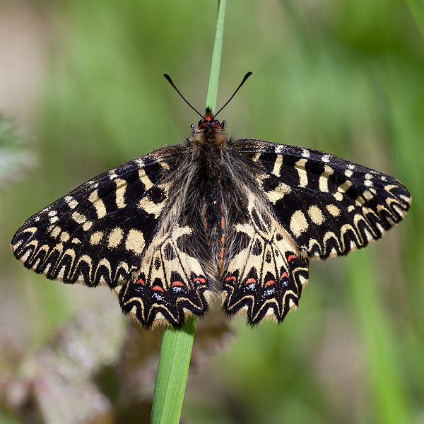 Zerynthia polyxena