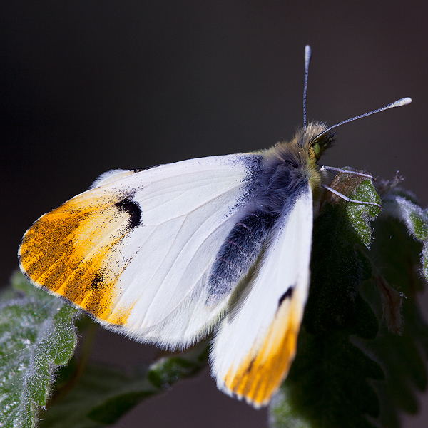 Anthocharis euphenoides
