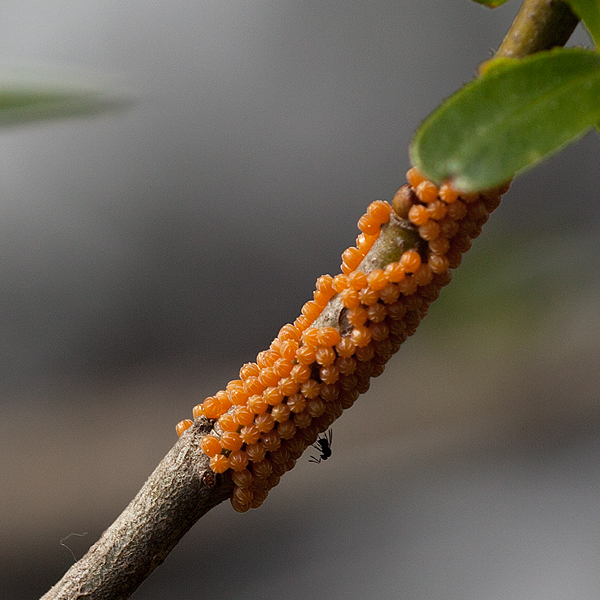 Anthocharis euphenoides (eggs)