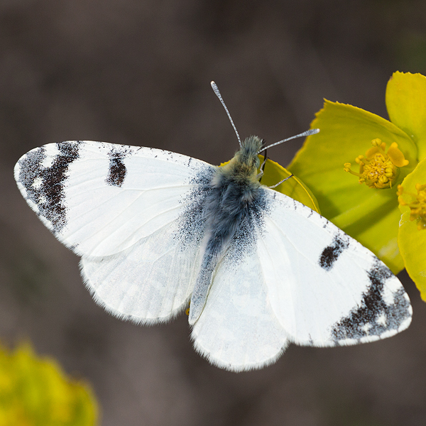 Euchloe tagis