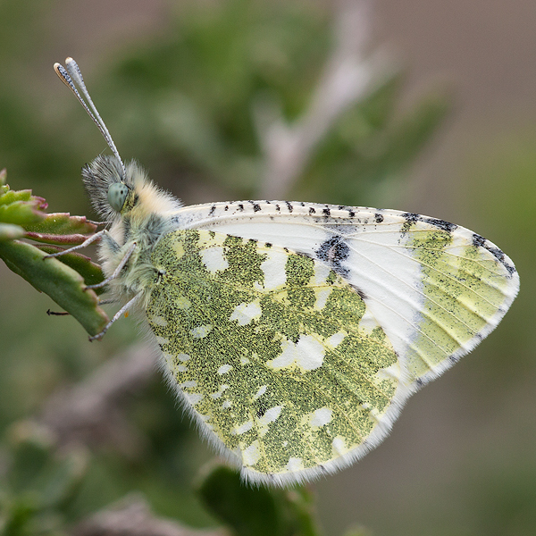 Euchloe tagis