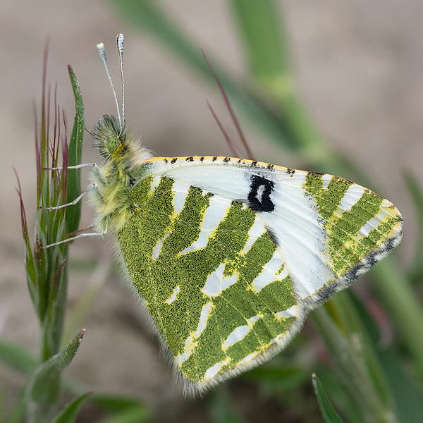 Euchloe belemia