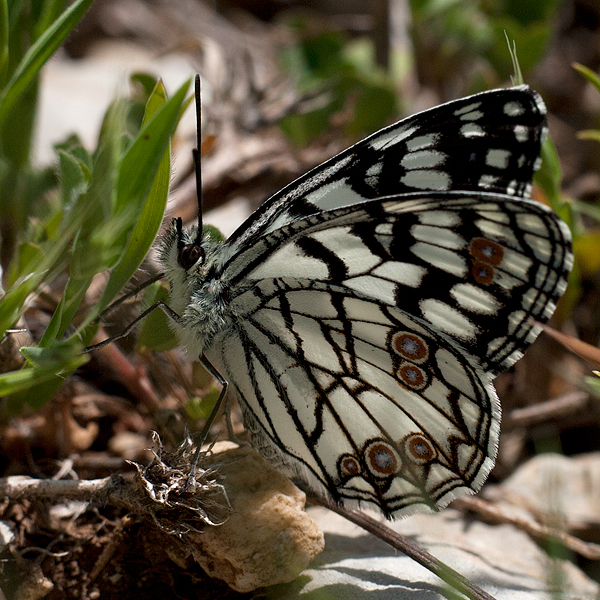 Melanargia ines