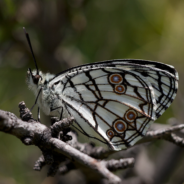 Melanargia ines