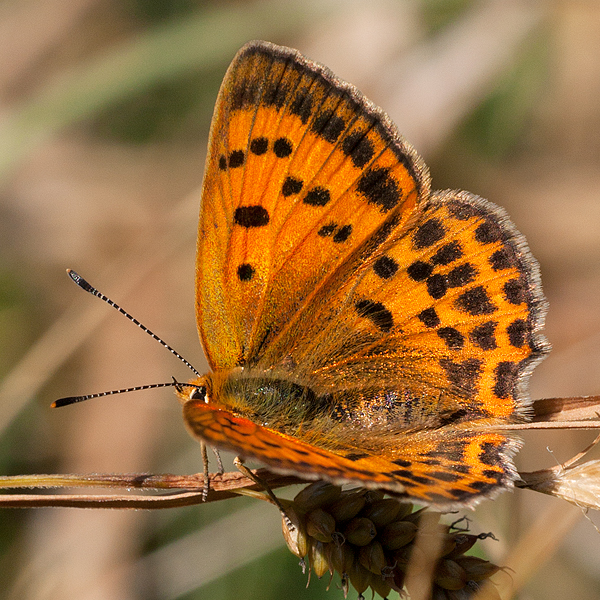 Lycaena virgaureae