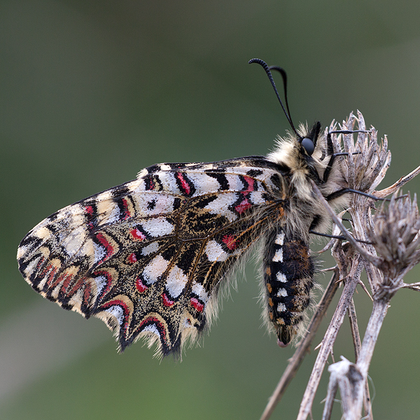 Zerynthia rumina