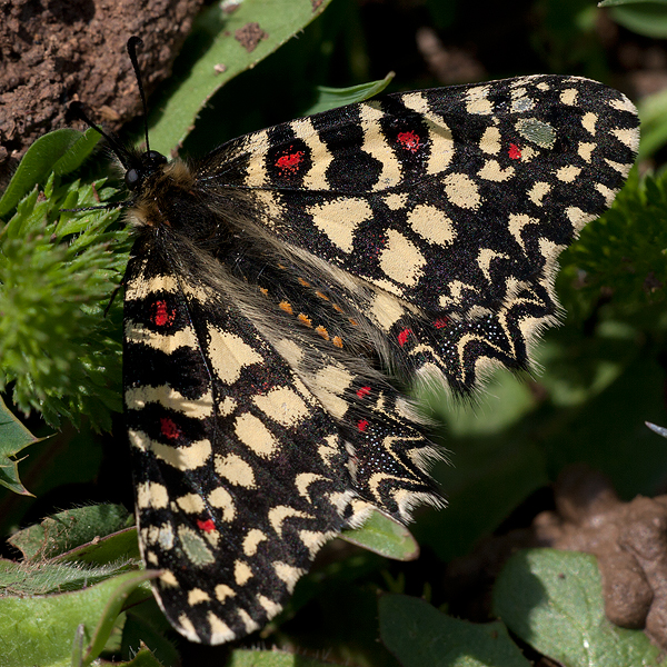 Zerynthia rumina