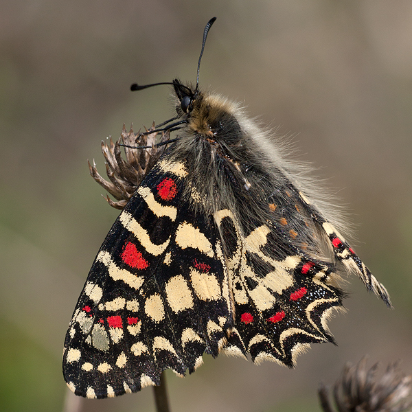 Zerynthia rumina