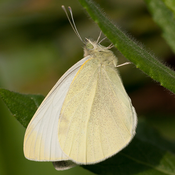 Pieris rapae