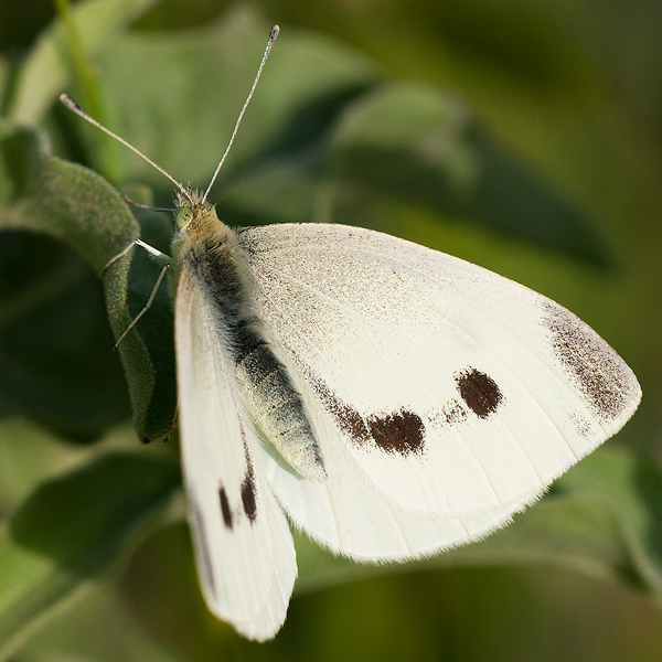 Pieris rapae