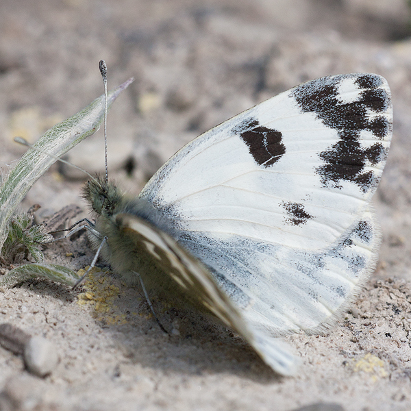 Pontia daplidice