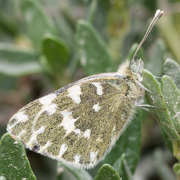 Pontia daplidice