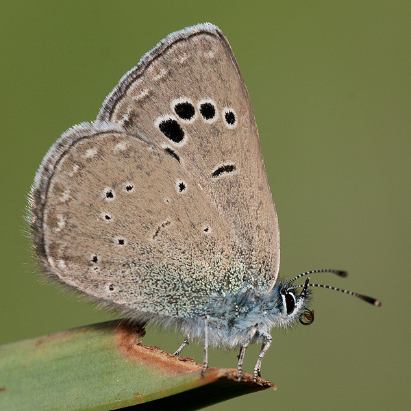 Glaucopsyche melanops