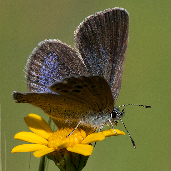 Glaucopsyche melanops