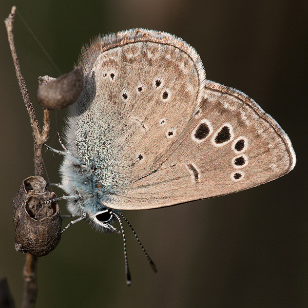 Glaucopsyche melanops